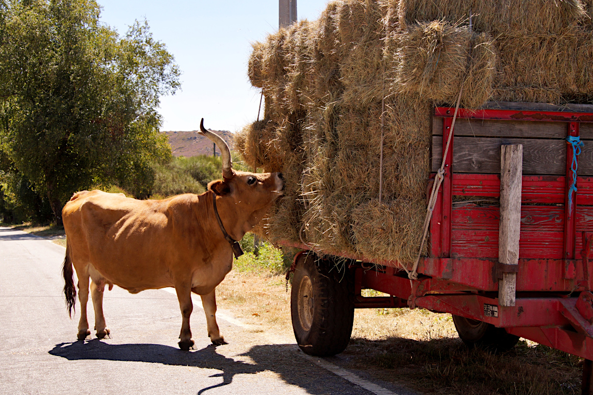 Cachena cow eating hay