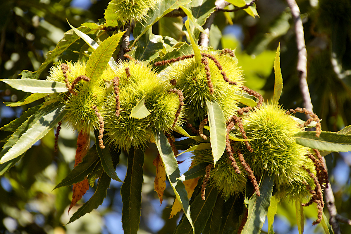 chestnut tree