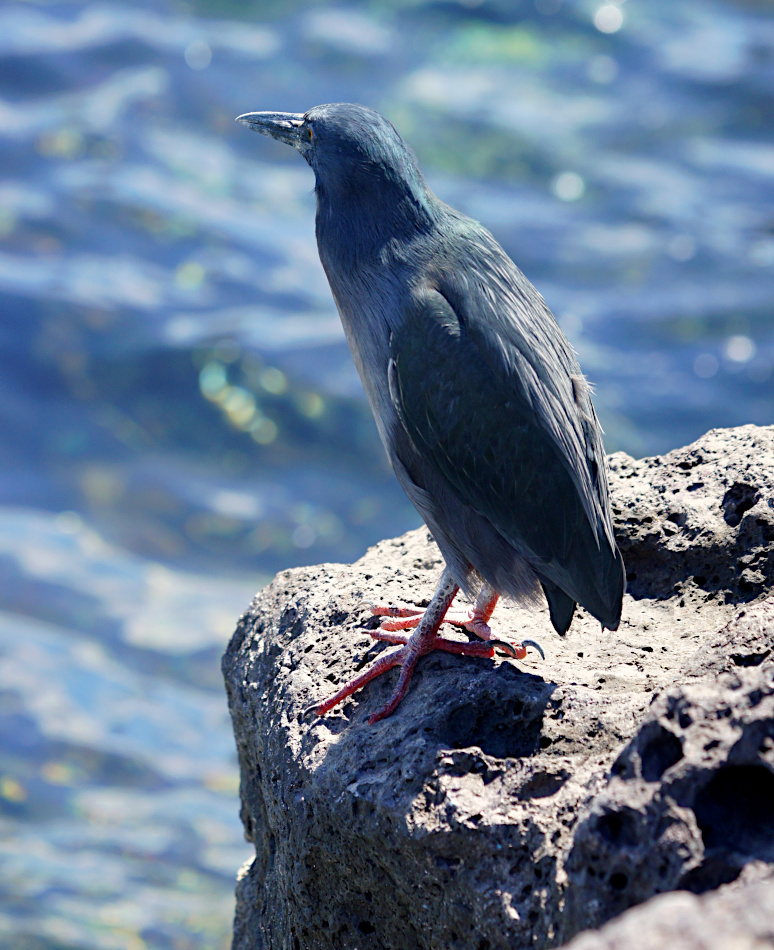 Lava Heron