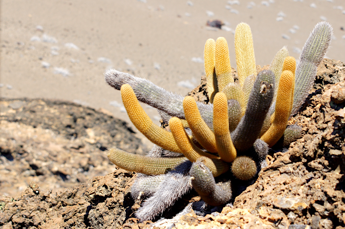 Lava Cactus,  Brachycereus nesioticus