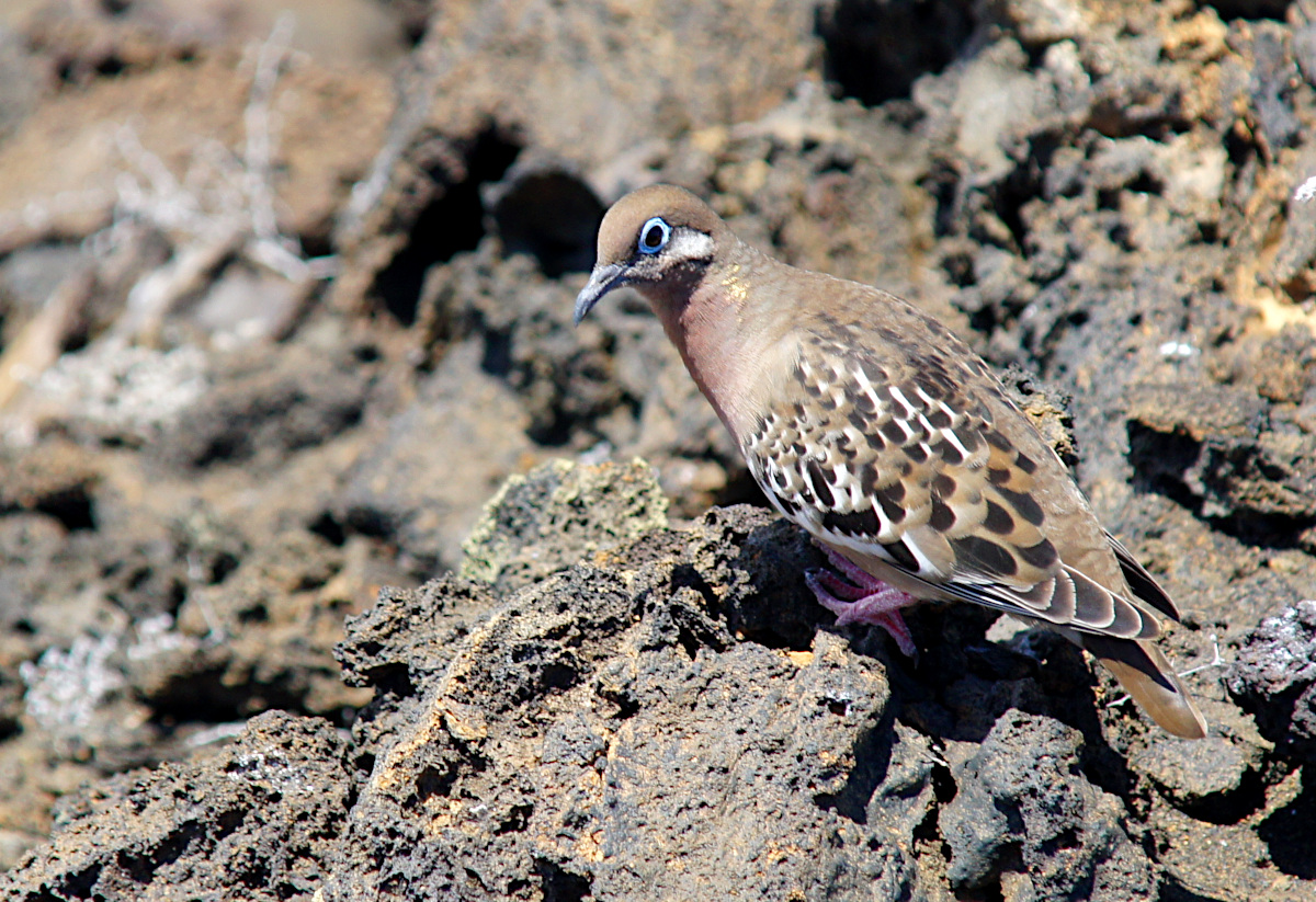 The Galápagos dove