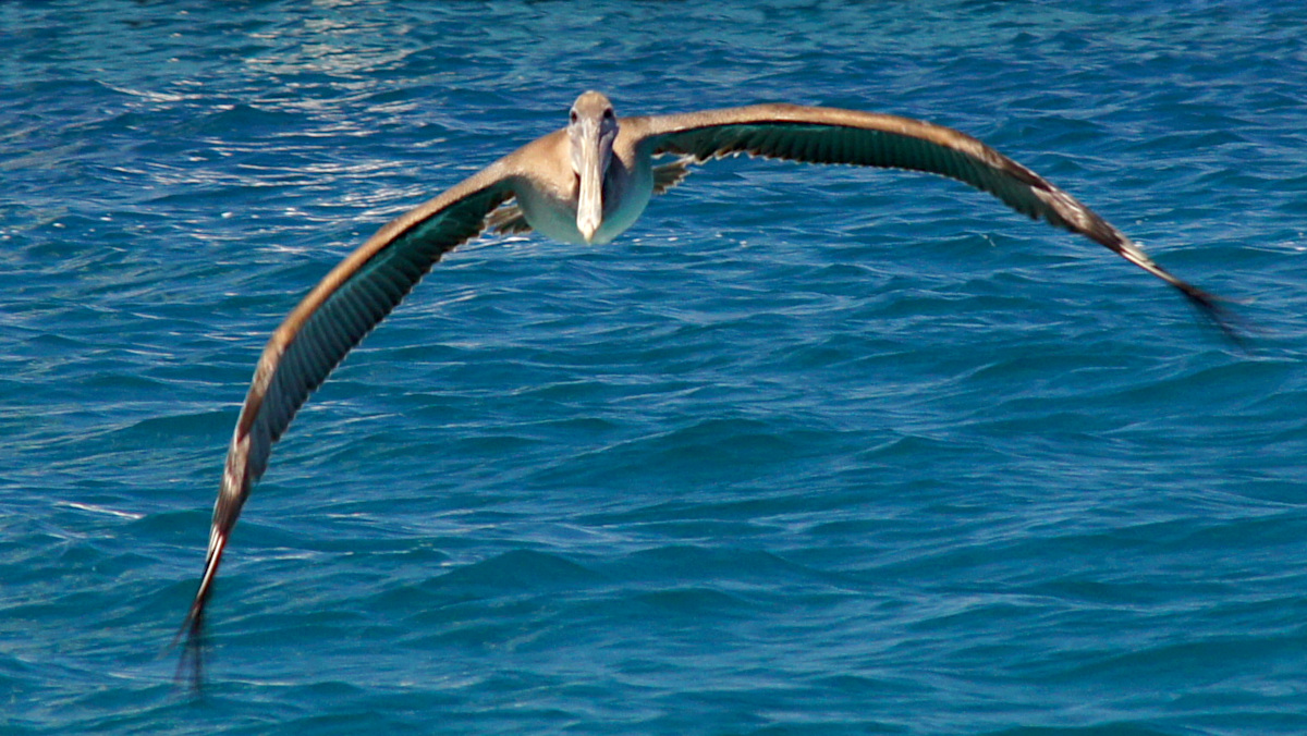 Pelican