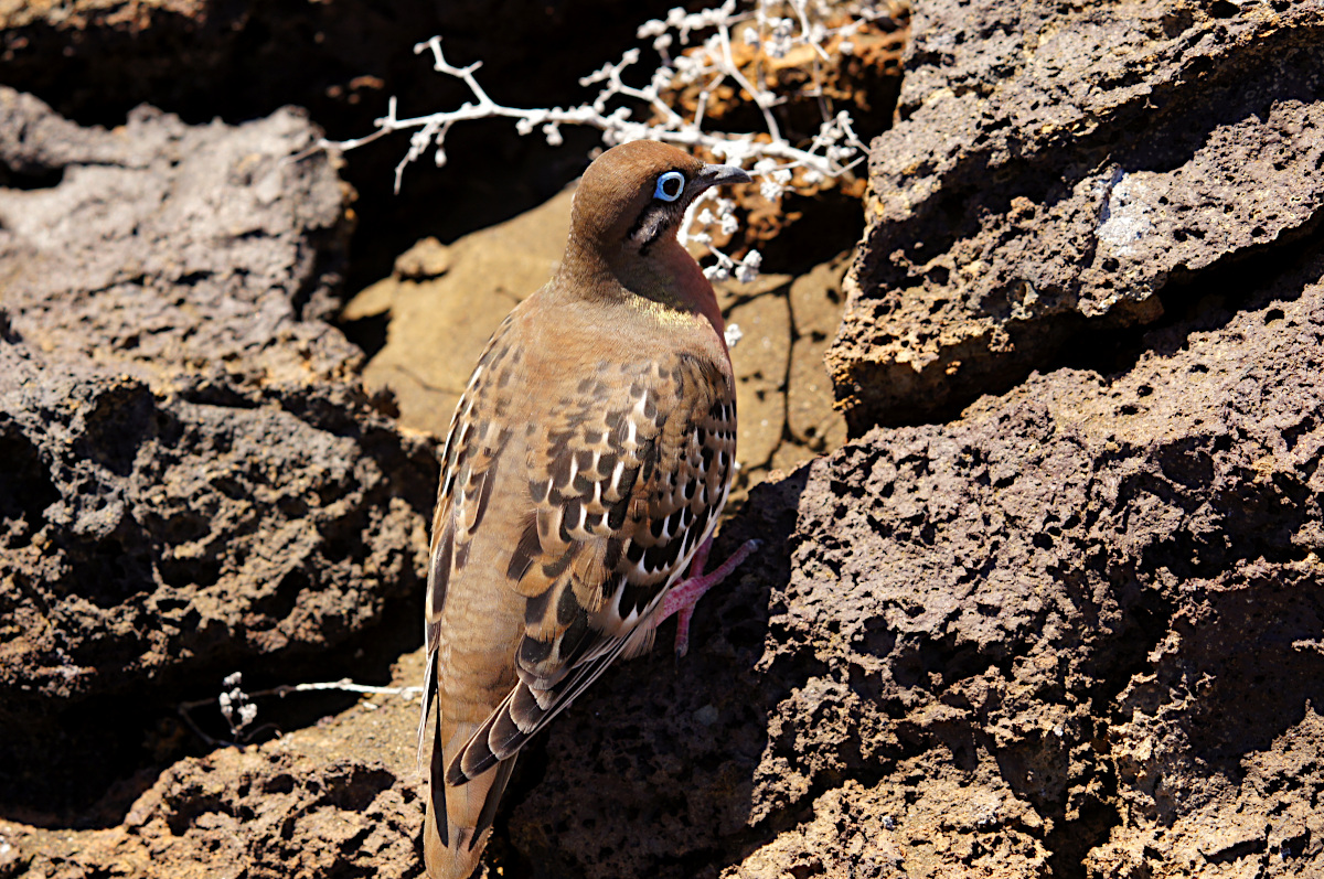 The Galápagos dove