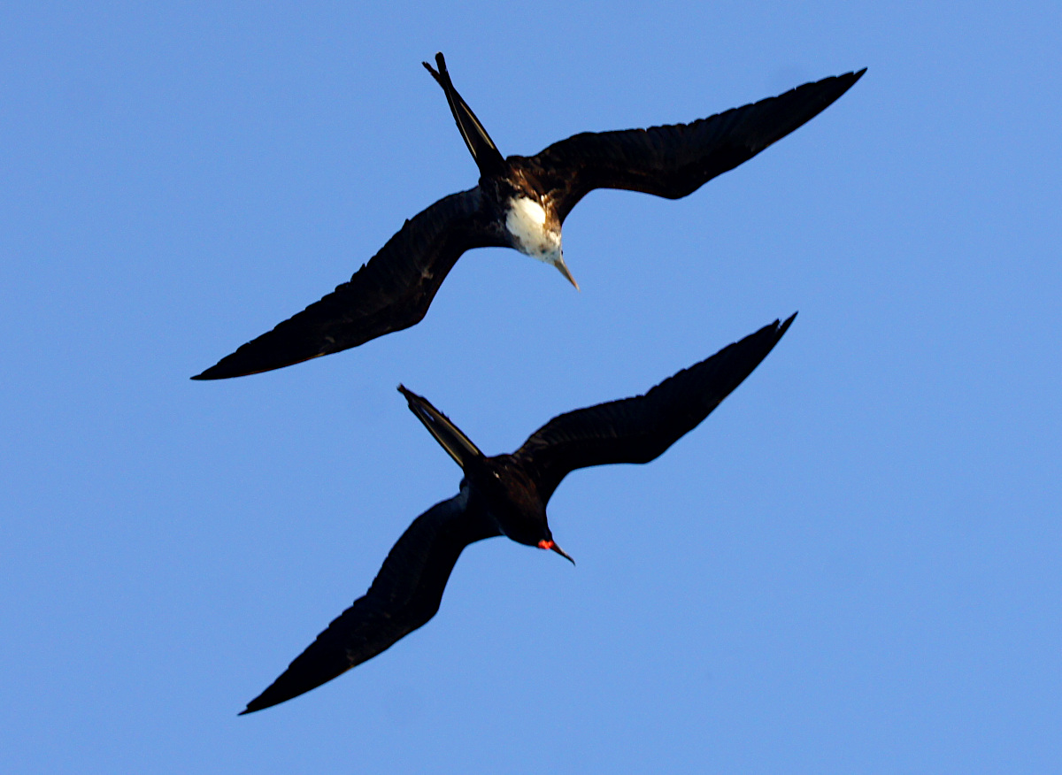 Fregat birds