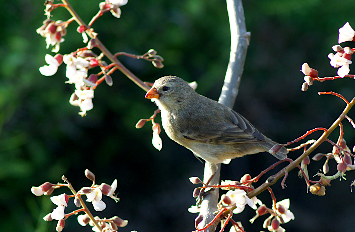 Darwin Finch