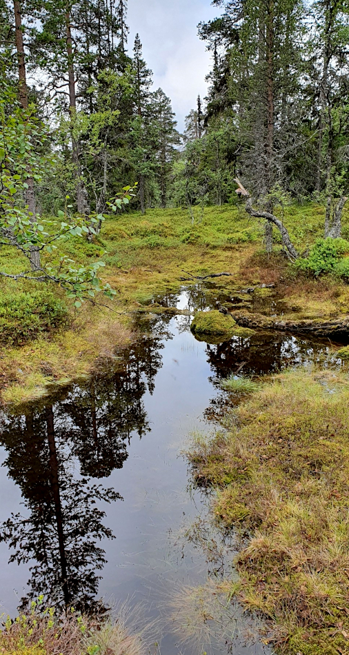 Hike Nipfjället