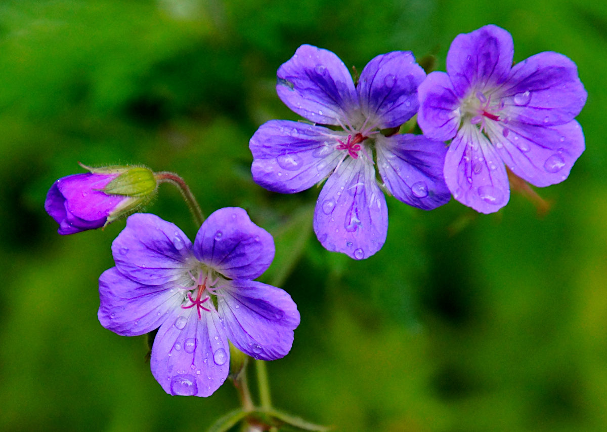 rain drops on the flowers at Nipfjället