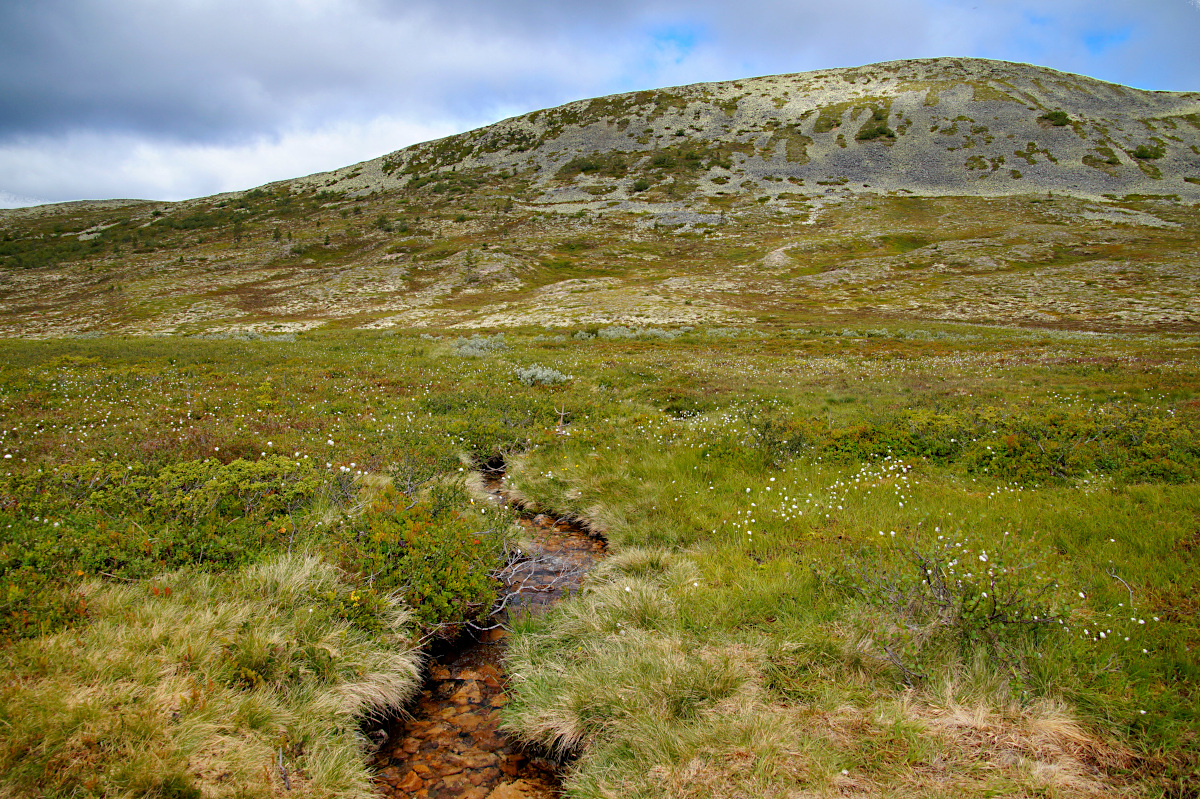 Hike Nipfjället