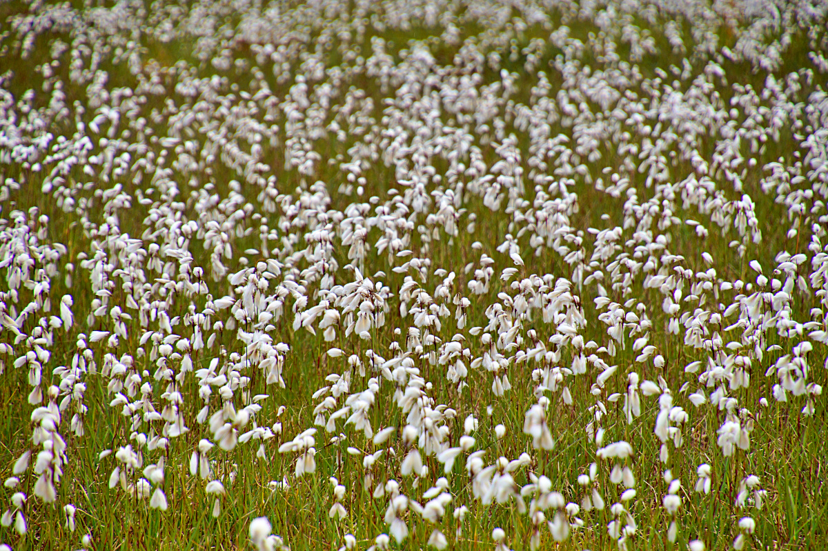 Hike Nipfjället