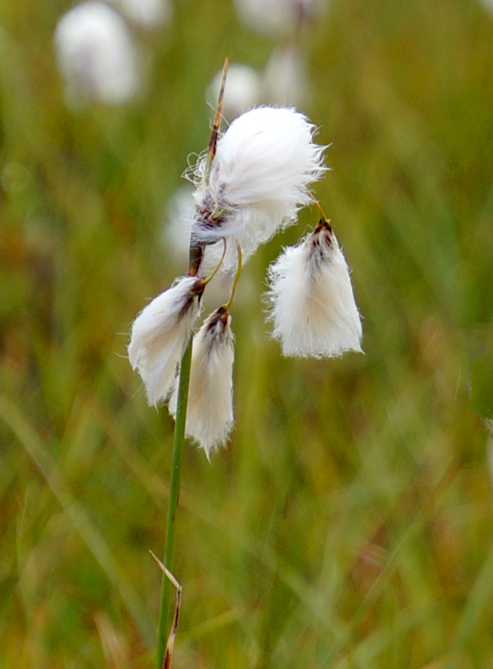 Hike Nipfjället