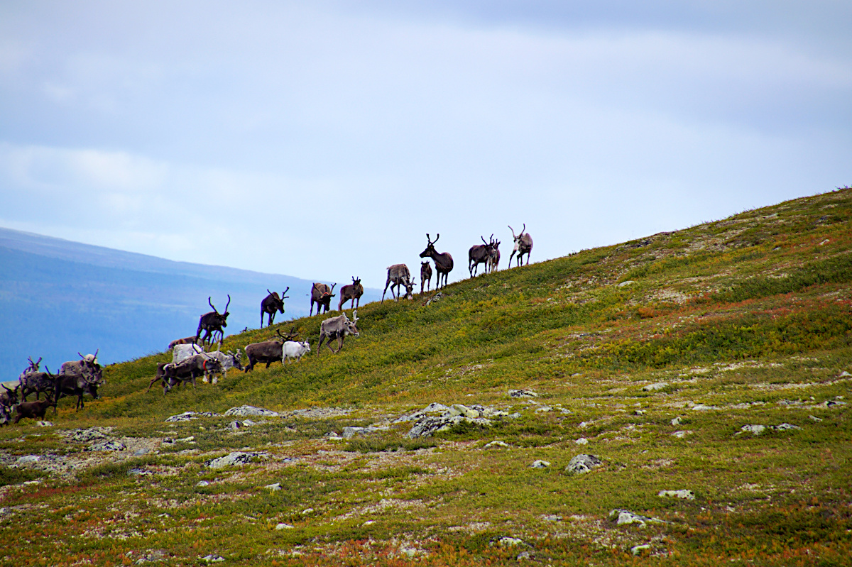 Hike Nipfjället