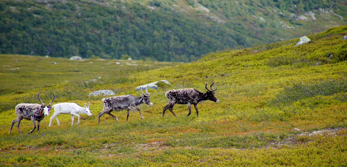 Hike Nipfjället