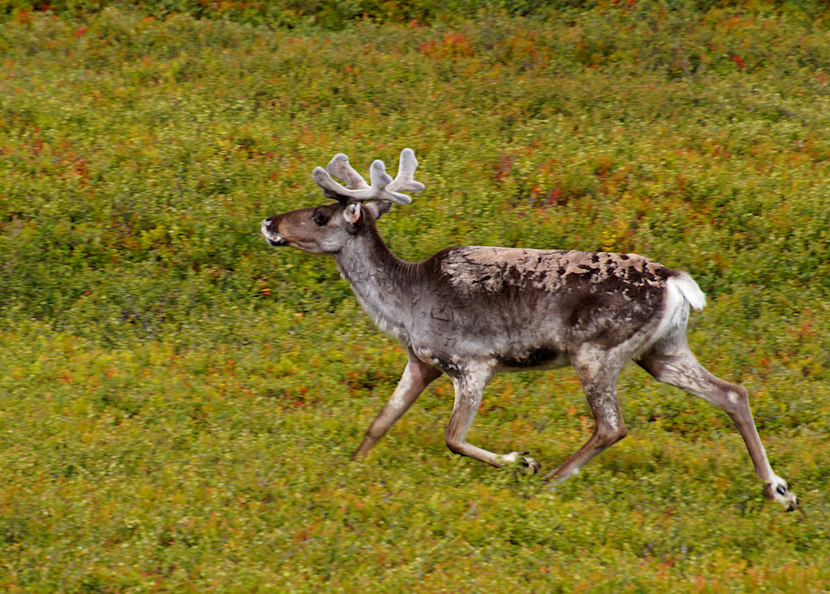 Reindeer Nipfjället