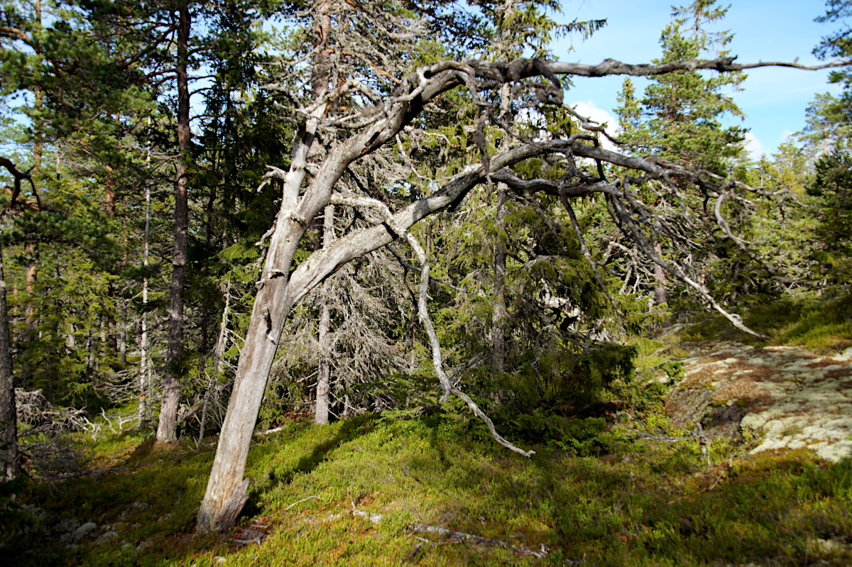 Omneberget