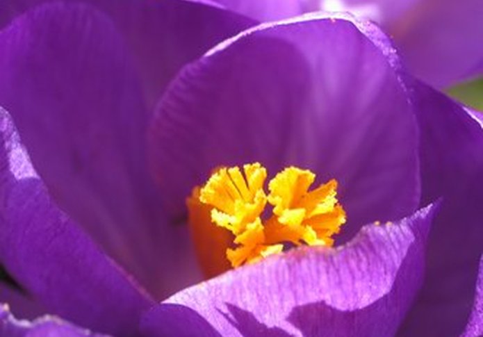 Crocus