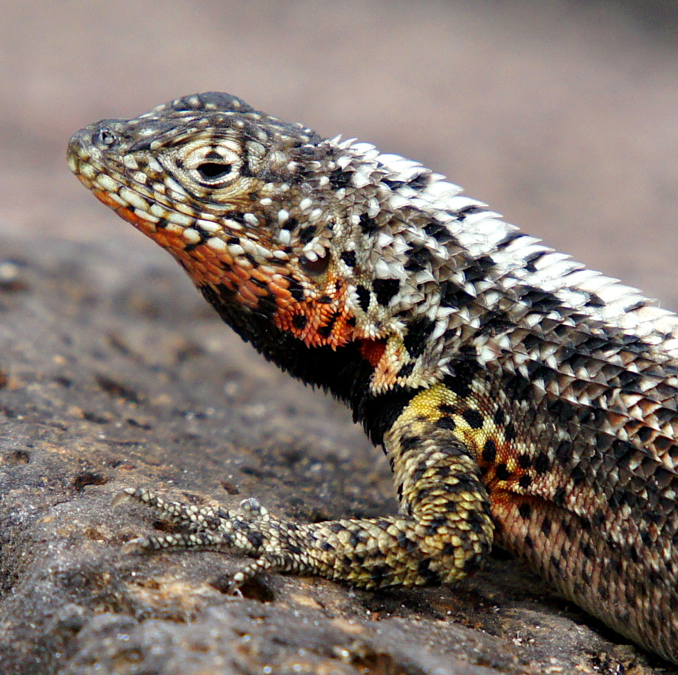 lava lizard / Microlophus