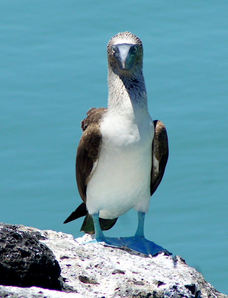 Blue Footed Booby