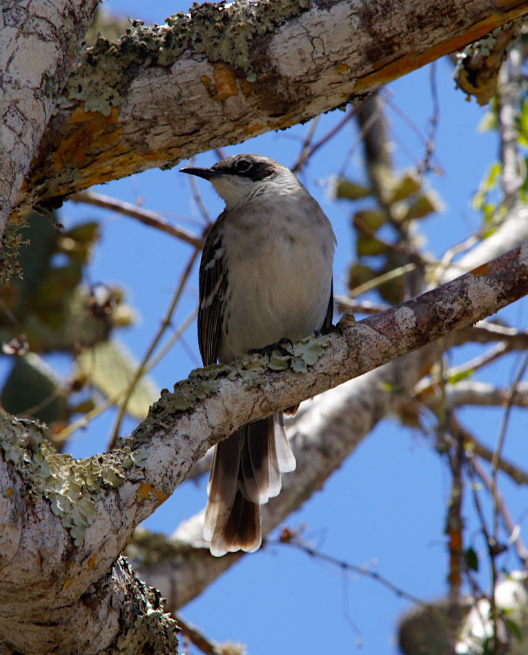 Galápagos mockingbird