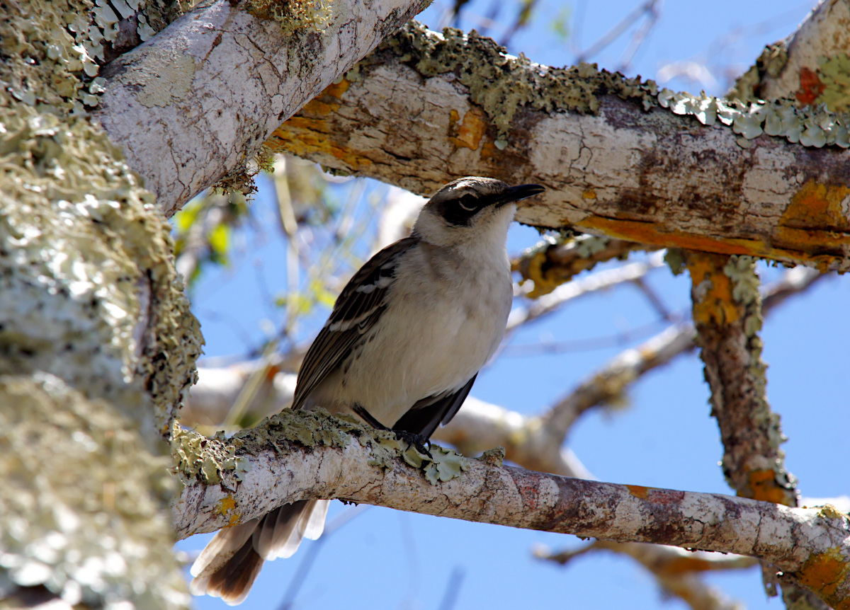 Galápagos mockingbird