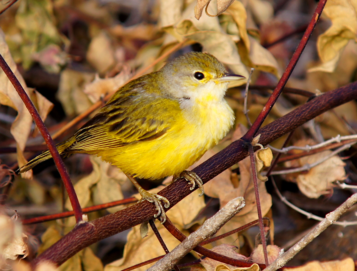 Setophaga petechia aureola