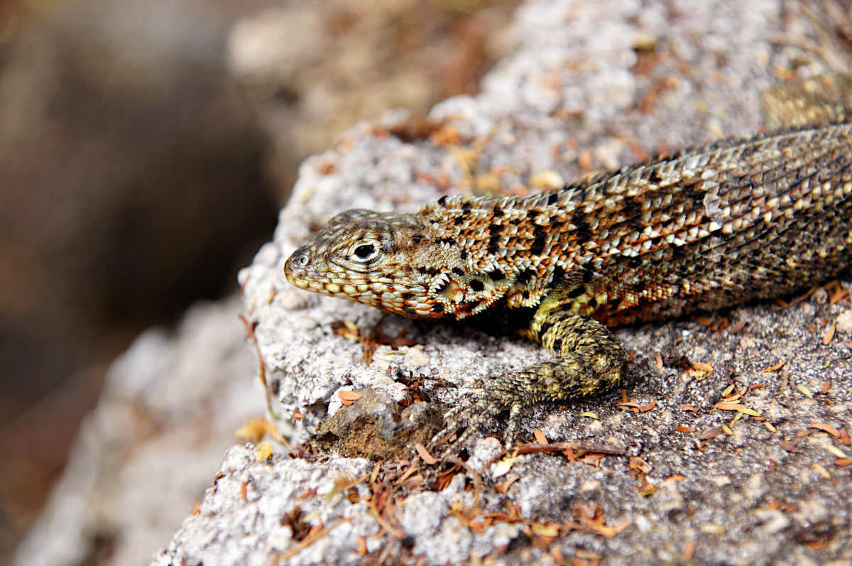 lava lizard / Microlophus