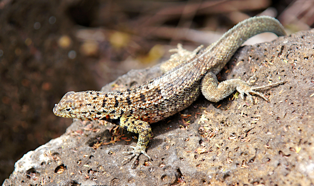 lava lizard / Microlophus