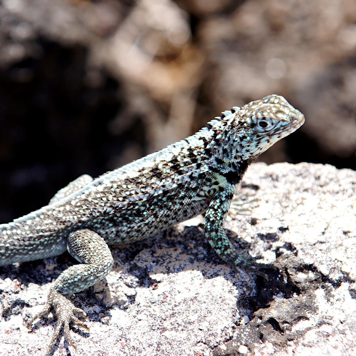 lava lizard / Microlophus