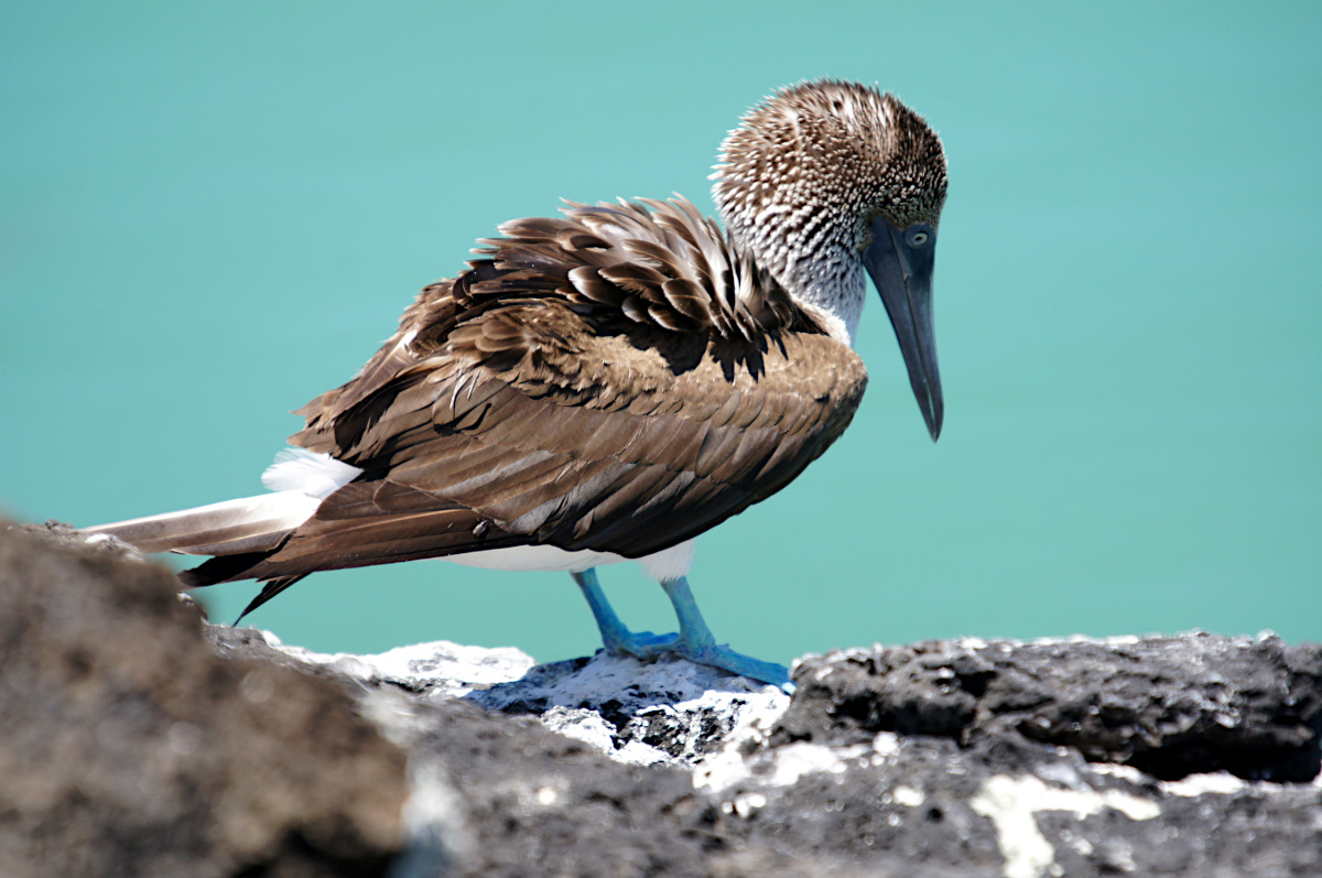 Blue Footed Booby