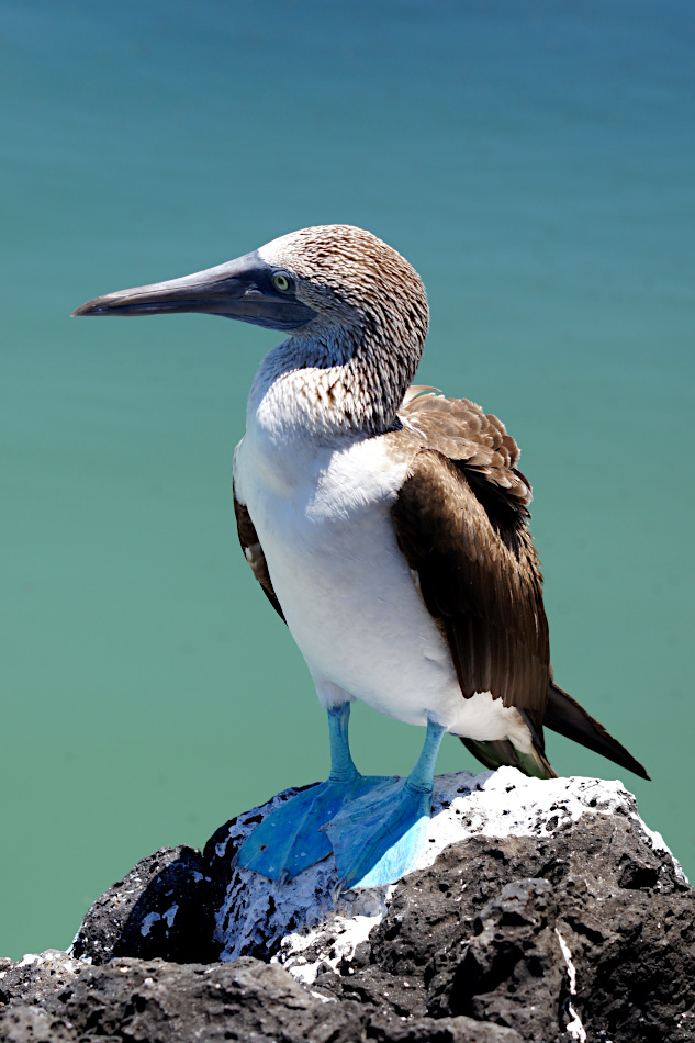 Blue Footed Booby