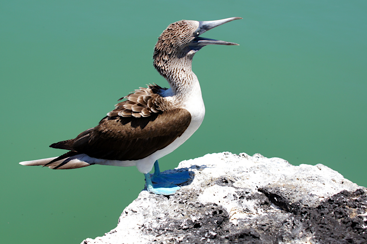 Blue-footed booby