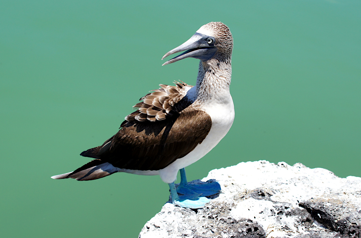 Blue Footed Booby