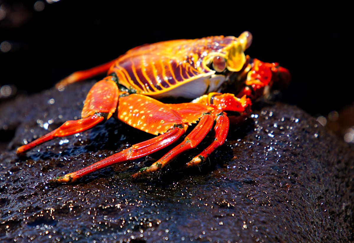 Sally Lightfoot crab