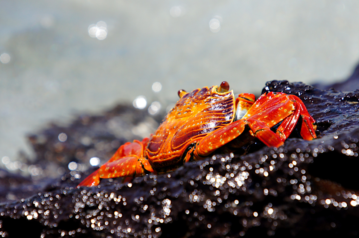 Sally Lightfoot crab