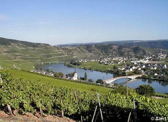 Vinyards in the Mosel valley